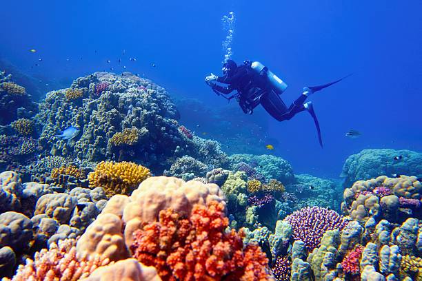 Tauchen Hurghada: Die Unterwasserwelt des Roten Meeres hautnah erleben